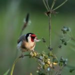 Ultimate list of 1,400+ bird-safe and toxic plants