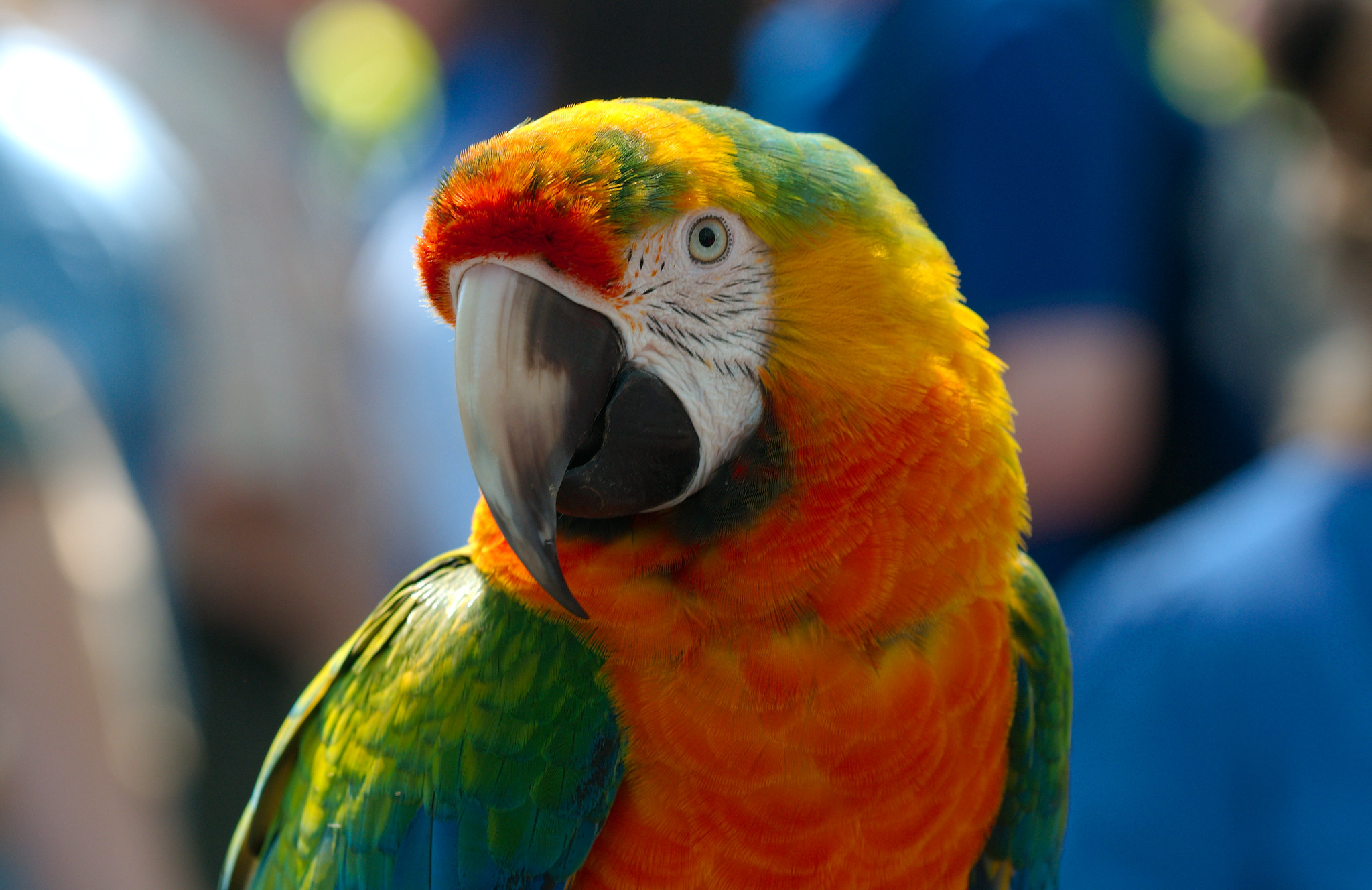 Feed your parrots fat… but only when they are very ill